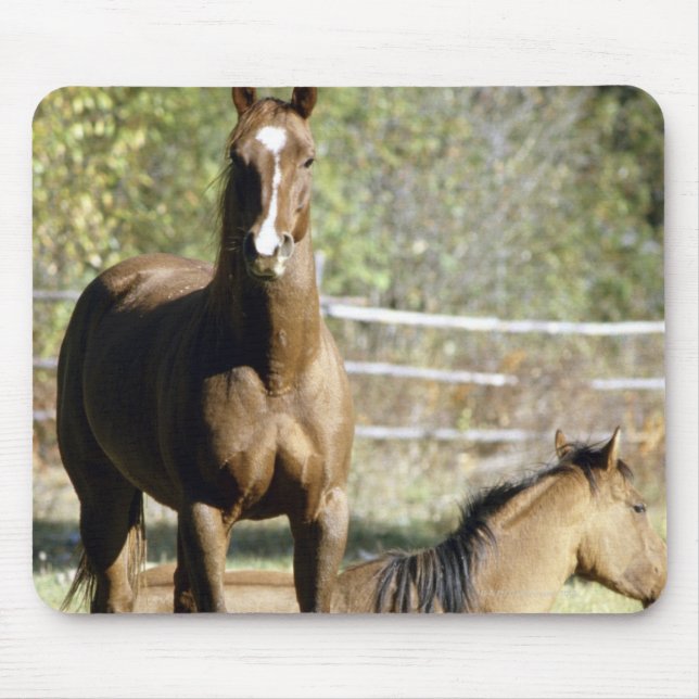 Mousepad Cavalos em pastagens (Frente)