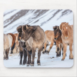 Mousepad Cavalos Islandeses em Pasto de Inverno Perto de Ho