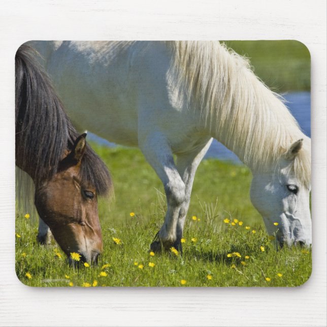 Mousepad Cavalos islandeses no oeste da Islândia. (Frente)