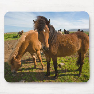 Mousepad Cavalos Islandeses Pastam