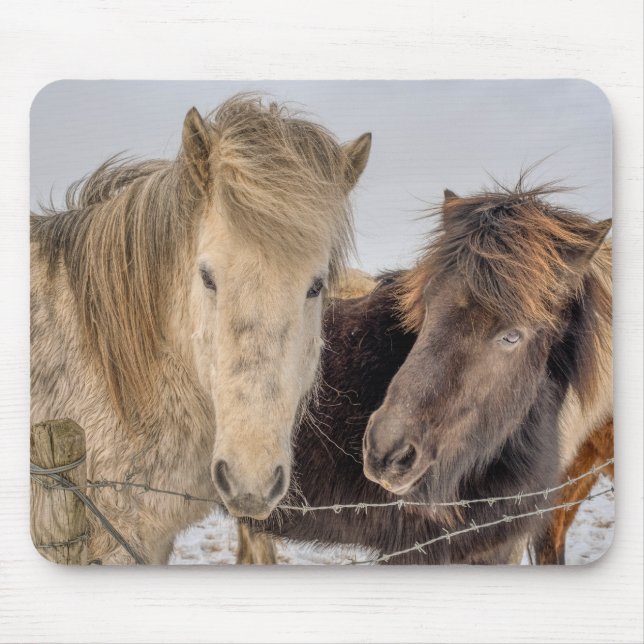 Mousepad Cavalos Majestosos Islandeses (Frente)