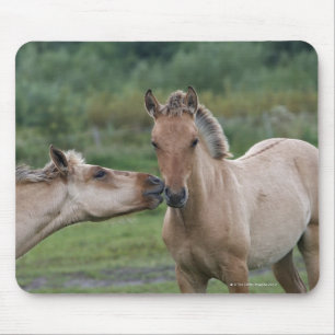 Mousepad Cavalos novos de Henson que encontram-se