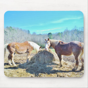 Mousepad Cavalos Raspados Recuperados comendo feno