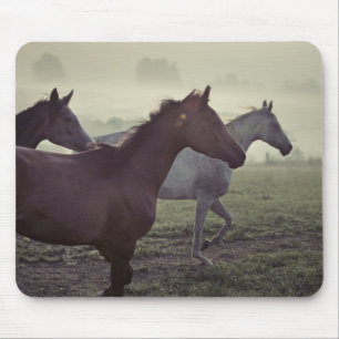 Mousepad Cavalos selvagens