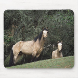 Mousepad Cavalos selvagens 6 do mustang