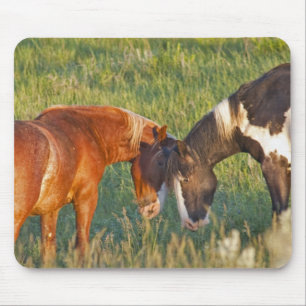 Mousepad Cavalos selvagens no Parque Nacional de Theodore R