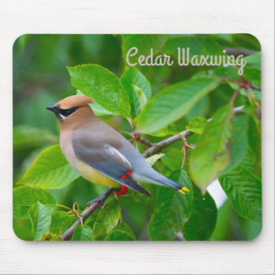 Mousepad Cedar Waxwing