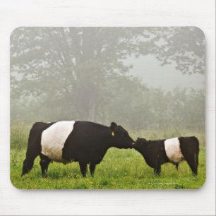 Mousepad Cena enevoada da vaca cercada de Galloway que sere