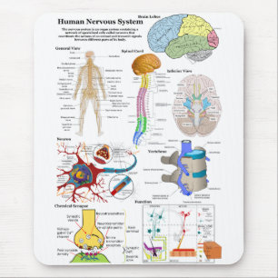 Mousepad Cérebro humano e diagrama de sistema nervoso
