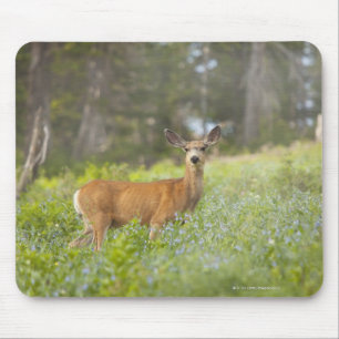 Mousepad Cervos de mula (hemionus do Odocoileus) no prado