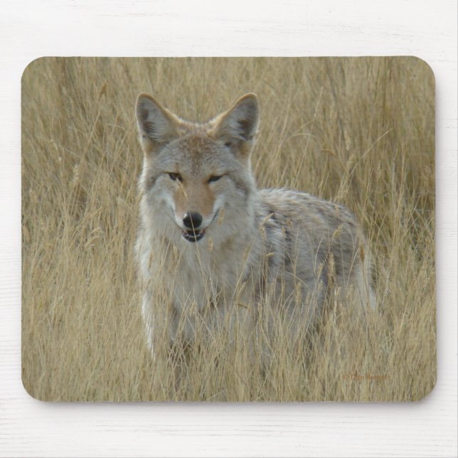 Mousepad Chacal R2 na grama alta (Frente)