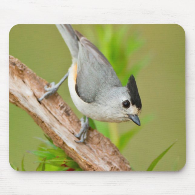 Mousepad Chapim-de-crista-preta (Frente)