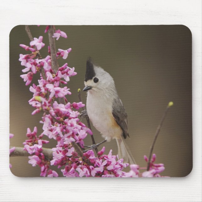 Mousepad Chapim-de-crista-preta, Baeolophus (Frente)