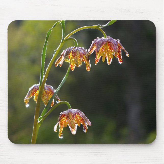 Mousepad Checker Lily Dew Gota Flor Foto © Sandy Long (Frente)