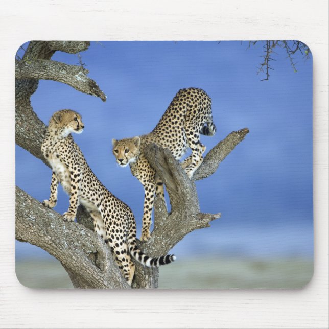 Mousepad Cheetahs (Frente)