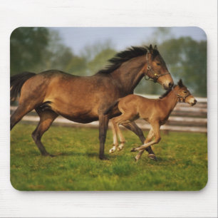 Mousepad Chestnut Mare & Foal puro