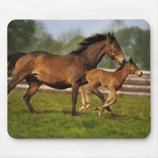 Mousepad Chestnut Mare & Foal puro (Frente)