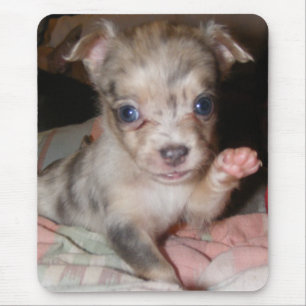 Mousepad Chihuahua azul 1 de Merle