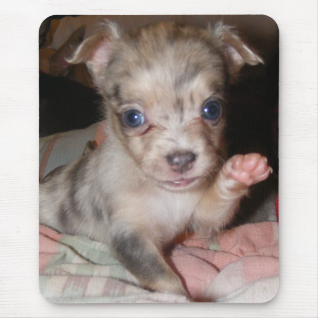 Mousepad Chihuahua azul 1 de Merle (Frente)