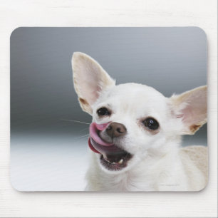 Mousepad Chihuahua branca que lambe os lábios