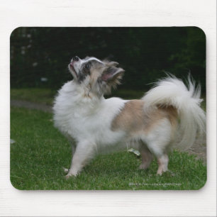 Mousepad Chihuahua de cabelos compridos que olha a câmera