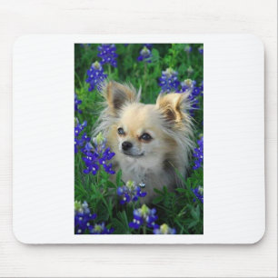Mousepad Chihuahua longa do casaco em capotas azuis