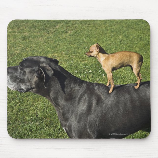 Mousepad Chihuahua nas costas de Great Dane 2 (Frente)