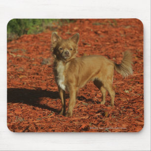 Mousepad Chihuahua que olha a câmera