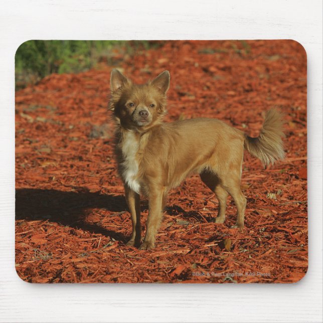 Mousepad Chihuahua que olha a câmera (Frente)