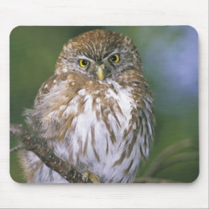 Mousepad Chile, Aysen. Coruja-buraqueira-jovem