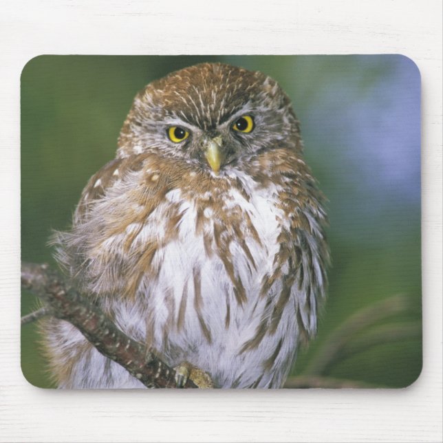 Mousepad Chile, Aysen. Coruja-buraqueira-jovem (Frente)