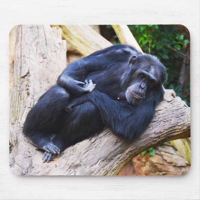 Mousepad Chimpanzé (Frente)