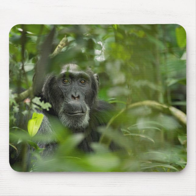 Mousepad Chimpanzé Escondido Entre a Vegetação (Frente)