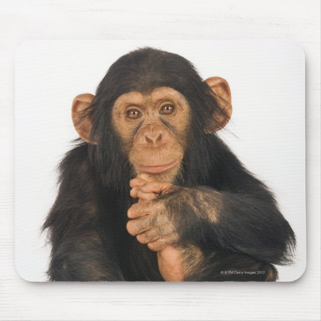 Mousepad Chimpanzé (Pan troglodytes). Jovens jogadores (Frente)