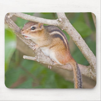 Mousepad Chipmonk