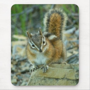 Mousepad Chipmunk no Parque Nacional Glacier I