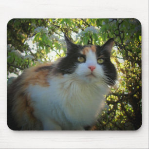 Mousepad Chita na árvore de Apple de florescência