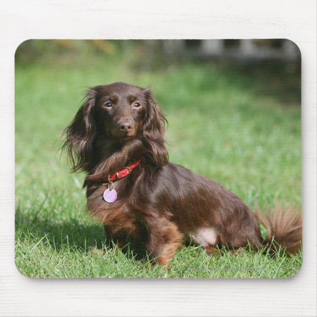 Mousepad Chocolate e Dachshund diminuto de cabelos (Frente)