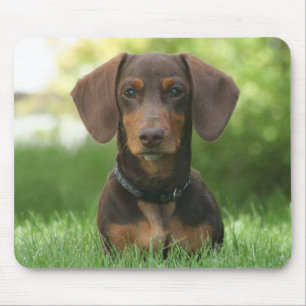 Mousepad Chocolate e Tan Dachshund - Doxie