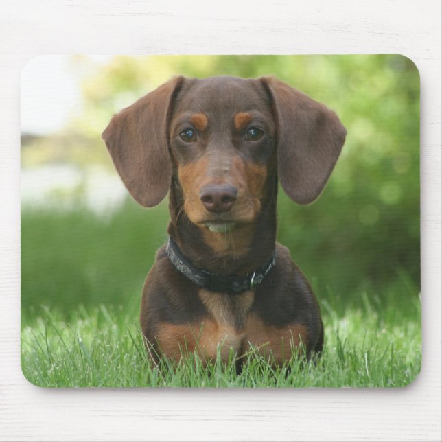 Mousepad Chocolate e Tan Dachshund - Doxie (Frente)