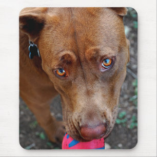 Mousepad Chocolate Lab Mistura Cachorro com Bola 2