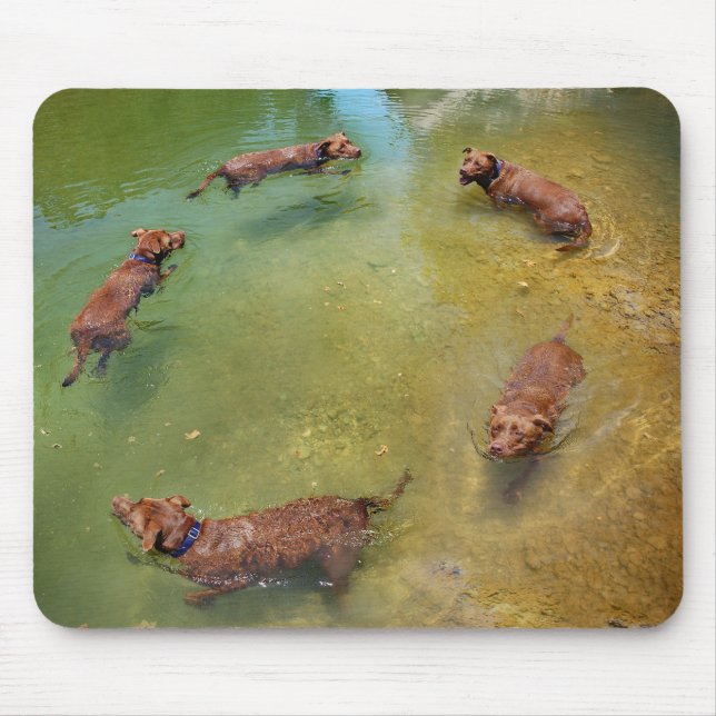 Mousepad Chocolate Lab Mistura Cão Nadando em Círculos (Frente)