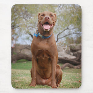 Mousepad Chocolate Lab Misturar Cachorro Sorrindo 2