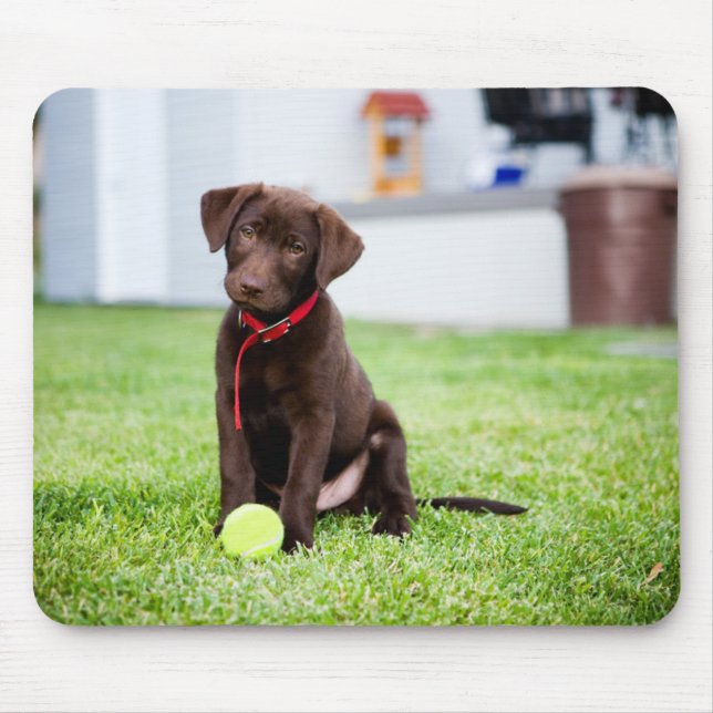 Mousepad Chocolate Labrador Puppy Com Bola De Tênis (Frente)