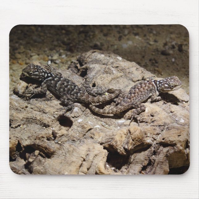 Mousepad Cianogenys celoporus (Frente)