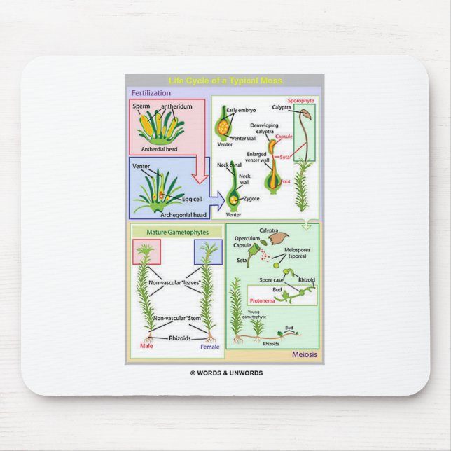 Mousepad Ciclo de vida de um musgo típico (Bryophyte) (Frente)