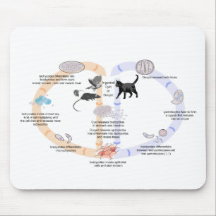 Mousepad Ciclo de vida do Diagrama do Rato de Toxoplasma go