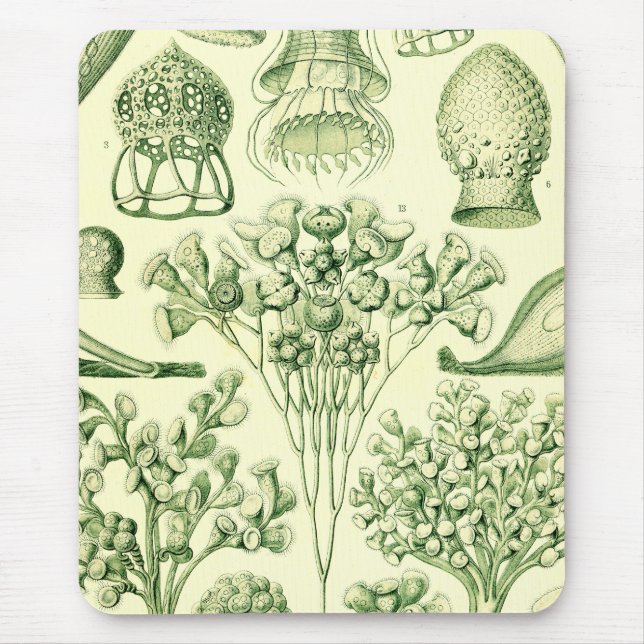 Mousepad Ciliata de Ernst Haeckel (Frente)