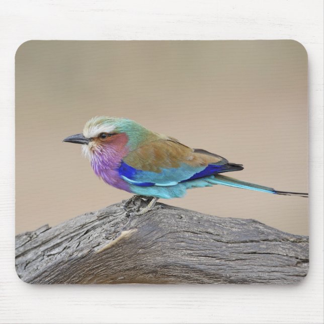 Mousepad Cilindro torrado (Coracias caudata) (Frente)