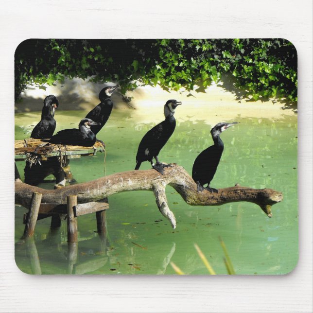 Mousepad Cinco corvos-marinhos (Frente)
